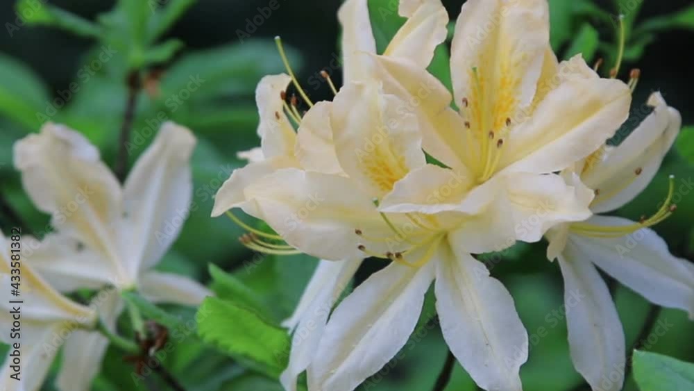 Blossoming flowers rhododendron in the botanical garden, nature background. Blossoming flowers rhododendron in the botanical garden, nature background.