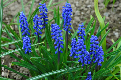 Muscari flower. Muscari armeniacum. Grape Hyacinths. Muscari armeniacum plant with blue flowers.