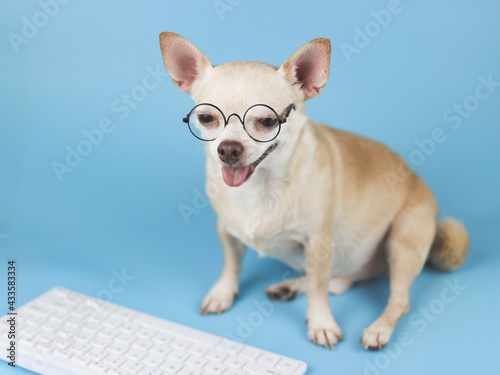 brown Chihuahua dog wearing eye glasses,  sitting with computer keyboard on blue background. Dog working on computer.