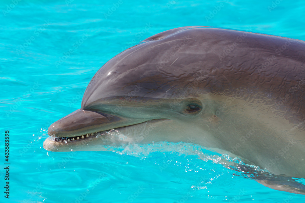 Fototapeta premium Beautiful dolphin swimming in the blue water