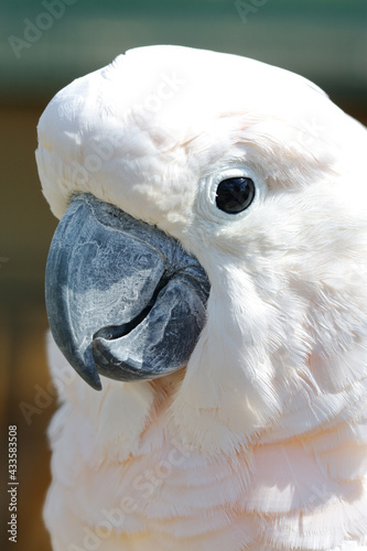 Beautiful white Cockatoo, Sulphur crested Cockatoo
White parrot in the zoo.