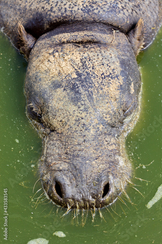 Portrait of wild hippo