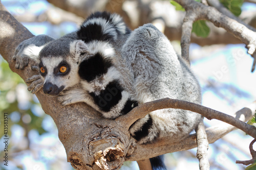lemur sitting on a tree