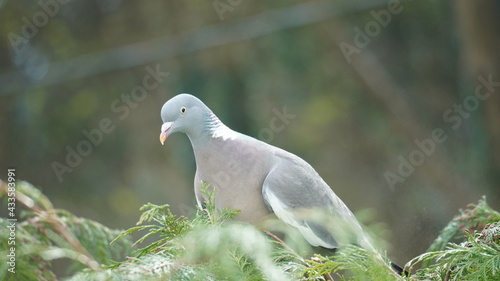 A pigeon sat on a tree