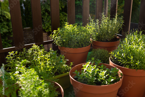 Fresh Herbs Grow in Containers on City Balcony in Sunlight. Grow Your Own Herbs at Home