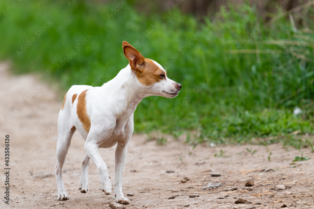 A small dog decorative through the American Fox terrier of white color with red fawn spots runs along a dirt road against the background of green grass with an echidna cunning muzzle. Funny animal.