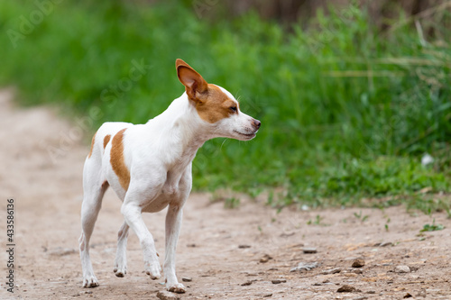 A small dog decorative through the American Fox terrier of white color with red fawn spots runs along a dirt road against the background of green grass with an echidna cunning muzzle. Funny animal.