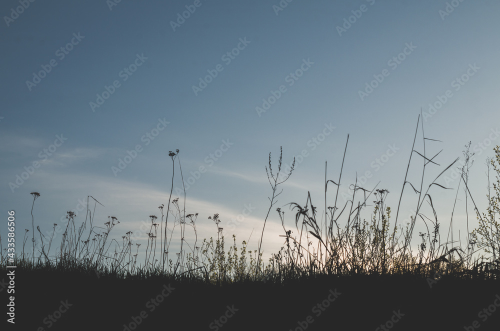 The silhouette of wild grasses against the sky after sunset The silhouette of wild grasses against the sky after sunset