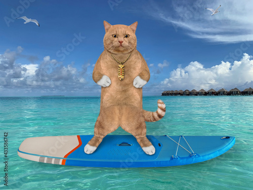 A reddish cat surfer stands on a surf board in the Maldives. © iridi66