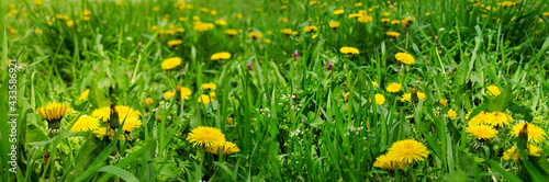 Banner of colorful blooming dandelions and green grass as a background © uaPieceofCake