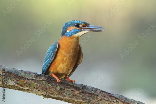  Kingfisher (Alcedo atthis) perched on a stick above the river and hunting for fish