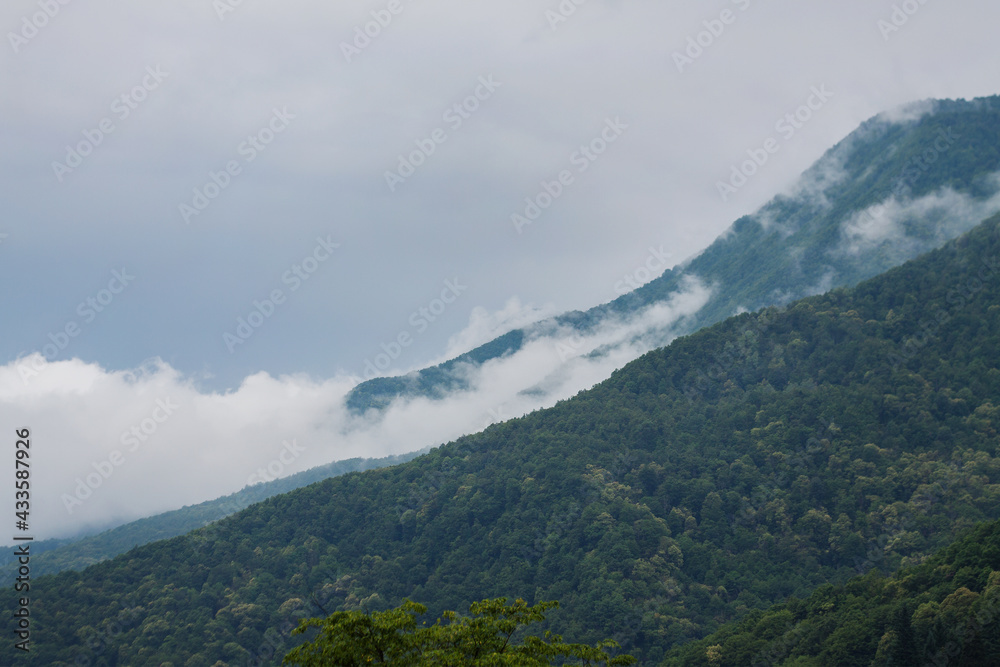 Fog in the mountain forest