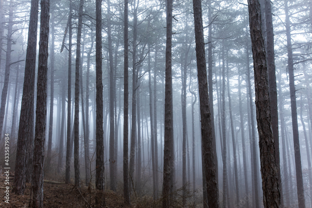 Fototapeta premium misty autumn forest in the morning