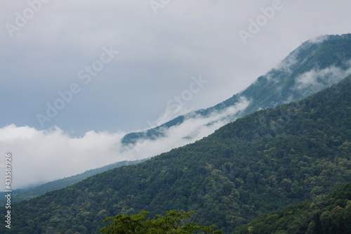 Fog in the mountain forest