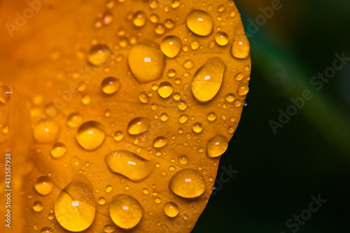 Water Drops Macro