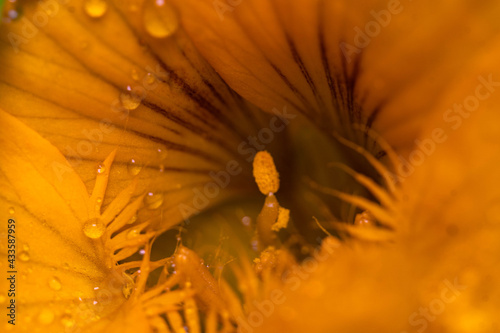 Nasturtium Flower & Water Drops