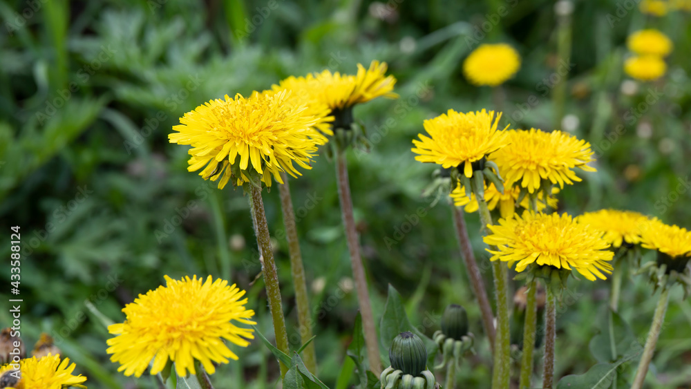 Beautiful yellow dandelion (Taraxacum officinale) close up among green grass. Dandelion flowers are used in herbal medicine and as homeopathic remedies. Beautiful yellow dandelion (Taraxacum officinale) close up among green grass. Dandelion flowers are used in herbal medicine and as homeopathic remedies.