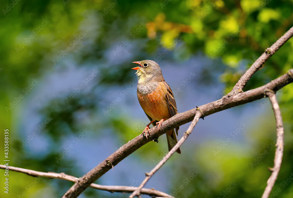 Close-up photo of male The ortolan (Emberiza hortulana) sitting on a branch in breeding plumage. The bird's distinctive features are clearly visible. Close-up photo of male The ortolan (Emberiza hortulana) sitting on a branch in breeding plumage. The bird's distinctive features are clearly visible.