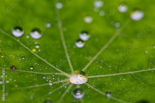 Water drops on a Nasturtium leaf
