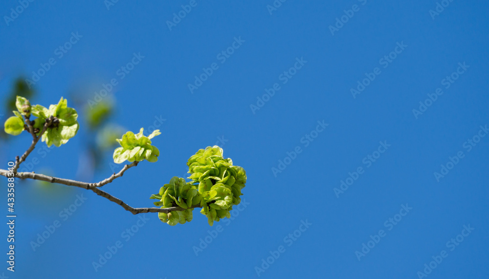Blooming branch of elm tree (Ulmus) against blue sky in City park Krasnodar or Galitsky Park. Nature awakening spring theme with copy space. Selective focus. Blooming branch of elm tree (Ulmus) against blue sky in City park Krasnodar or Galitsky Park. Nature awakening spring theme with copy space. Selective focus.