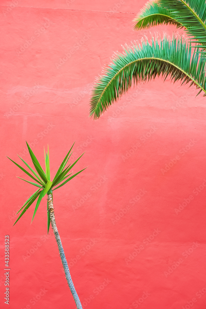 Plants on pink fashion wallpaper. Palm and wall. Minimal tropical design. Travel holiday relax nature concept. Canary Islands - obrazy, fototapety, plakaty 