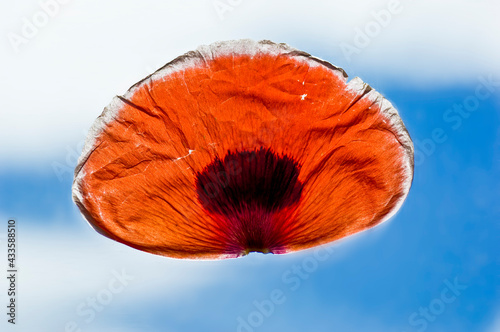 Close up des Blütenblattes eines Klatschmohns