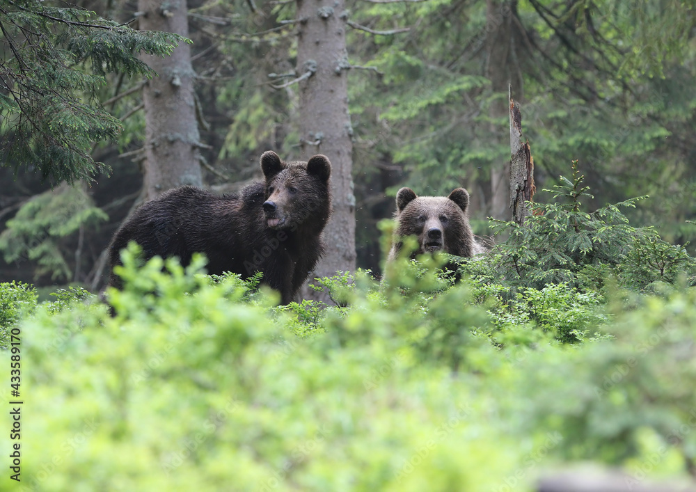 Family brown bear (ursus arctos) in the dark old spruce forest Family brown bear (ursus arctos) in the dark old spruce forest