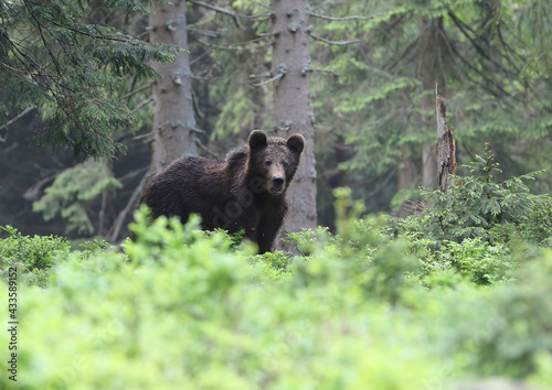  Brown bear (ursus arctos) in the dark old spruce forest