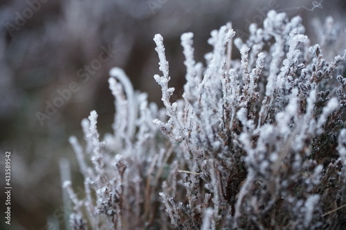 frost on branches