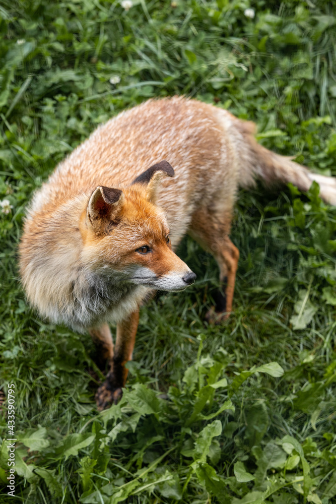 Fototapeta premium red fox in the Pyrenees
