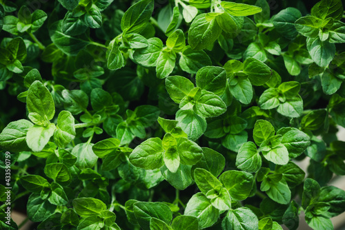Green Oregano Leaves Background. Closeup Texture Detail. Fresh Herbs Produce