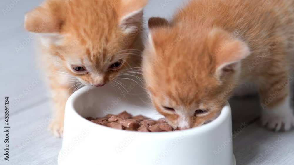 4k Close up two little red ginger striped kittens eating canned cat food for small kittens from white bowl. Advertising wet kitty food on grey floor 4k Close up two little red ginger striped kittens eating canned cat food for small kittens from white bowl. Advertising wet kitty food on grey floor