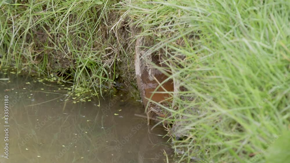 Water Vole looking out of a Hole Water Vole looking out of a Hole