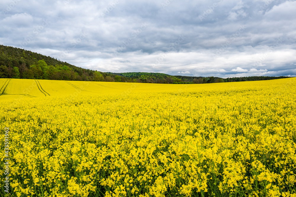 rapeseed field