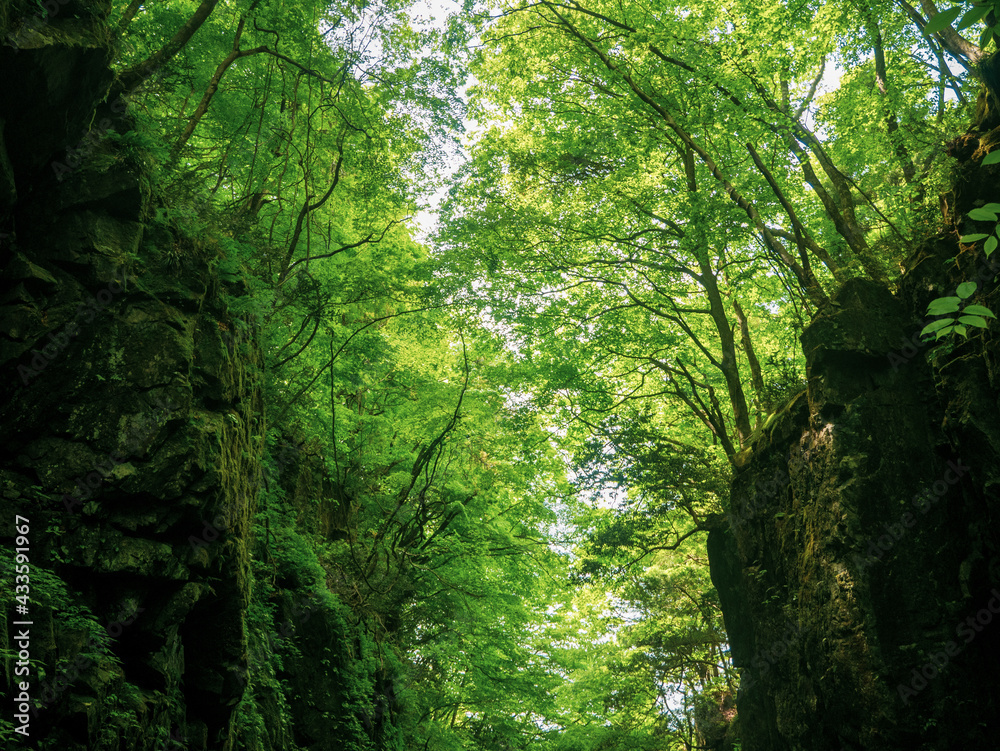 Fototapeta premium 新緑の渓谷