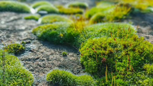 Patch of green moss on stones in the sunlight with morning dew drops, calm nature, meditative
