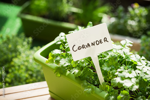 Pot with Fresh Coriandder Herb Growing and Empty Label. Home Gardening on Balcony, Eco Produce in Ubran Balcony photo