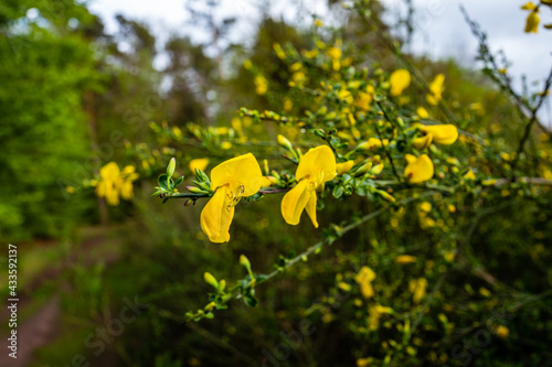 blooming broom