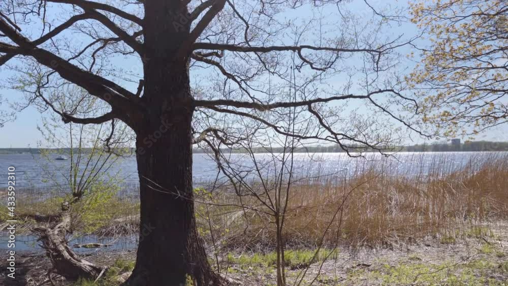 Walk between trees along the lake on a sunny spring day. Green young leaves on the trees. Boat on the waves in the sunlight. Yellow reed reed. Latvia Walk between trees along the lake on a sunny spring day. Green young leaves on the trees. Boat on the waves in the sunlight. Yellow reed reed. Latvia