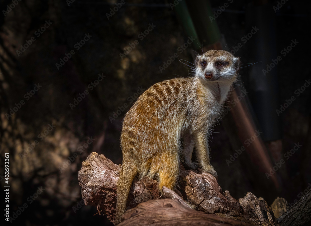 Fototapeta premium Meerkat On Log