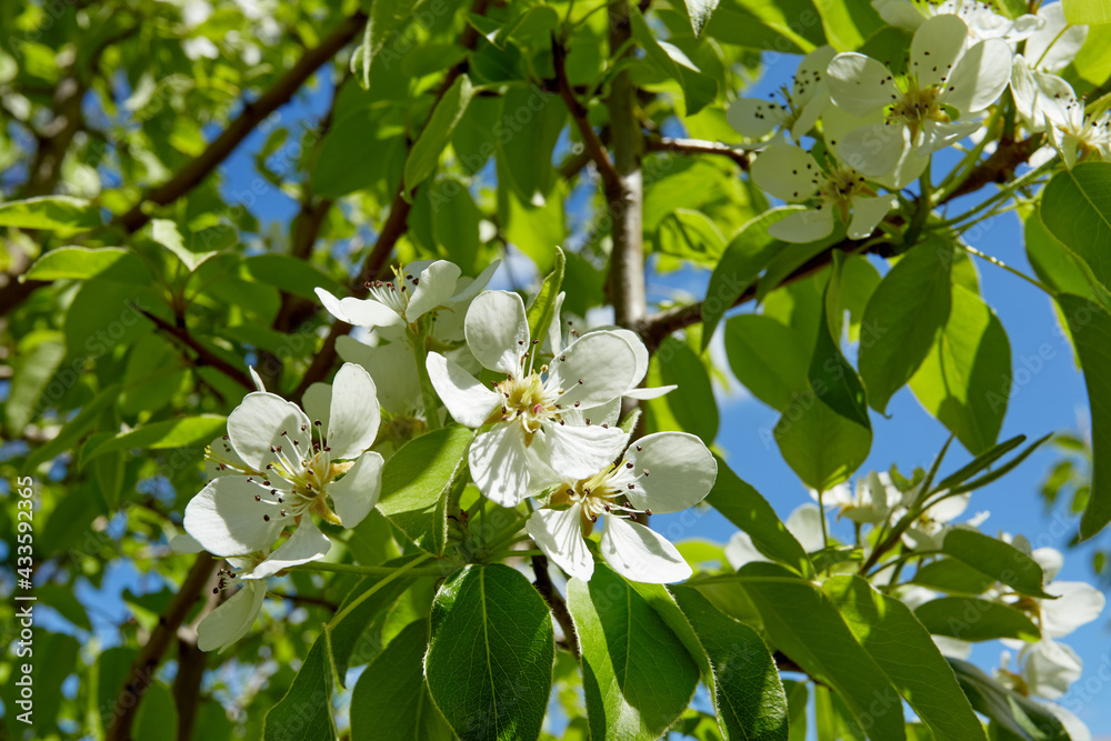 Against the background of greenery and blue sky, a floral bouquet of flowering apricots Against the background of greenery and blue sky, a floral bouquet of flowering apricots