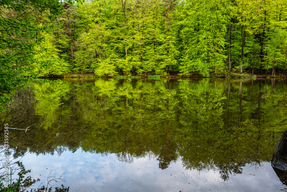 reflection of trees in the water reflection of trees in the water