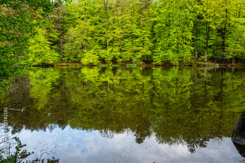 reflection of trees in the water