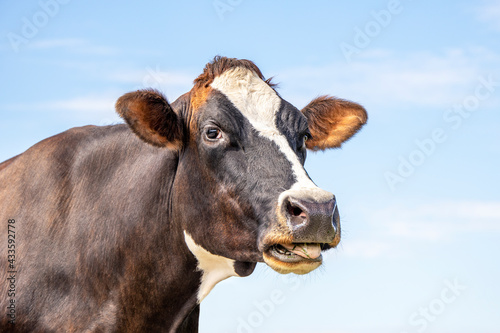Funny portrait of a mooing cow, with open mouth, the head of a cow with white blaze, showing teeth while chewing, relaxed © Clara