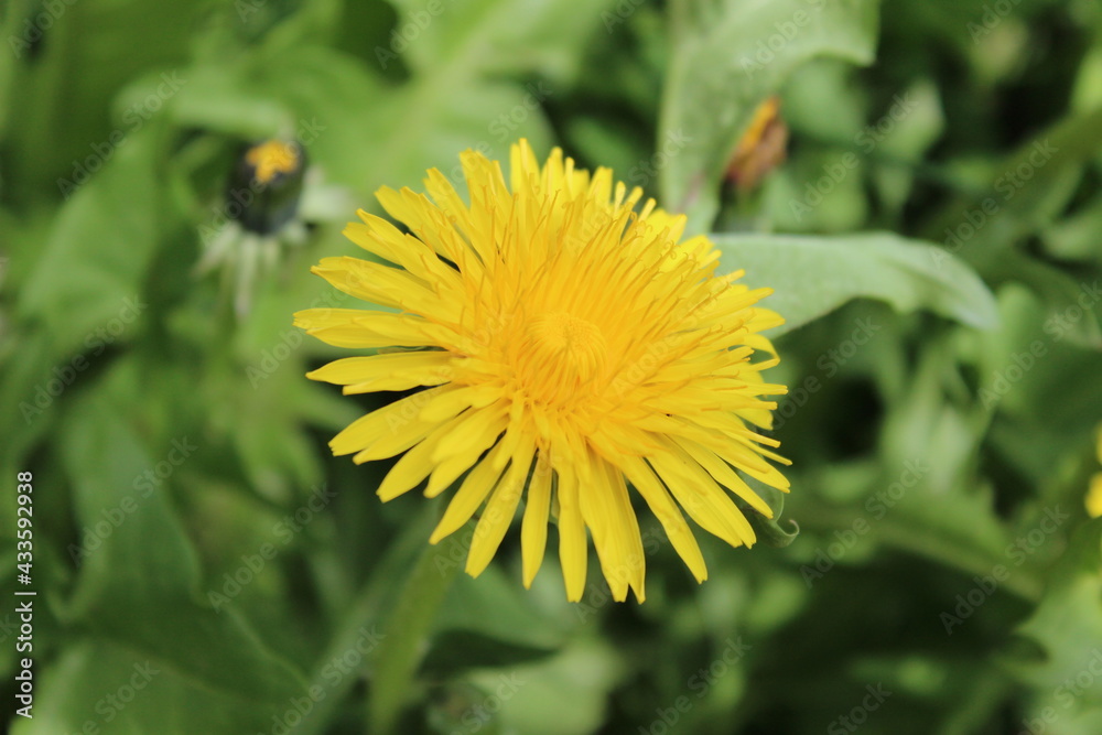 grass, green, nature, plant, spring, field, garden, agriculture, vegetable, growth, leaf, onion, fresh, lawn, summer, food, forest, ground, texture, natural, soil, farm, plants, organic, leaves grass, green, nature, plant, spring, field, garden, agriculture, vegetable, growth, leaf, onion, fresh, lawn, summer, food, forest, ground, texture, natural, soil, farm, plants, organic, leaves
