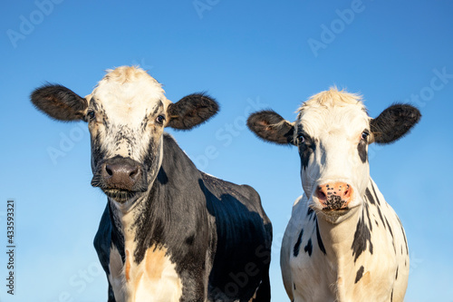Portrait of two cow heads, friendly together, medium shot with dreamy eyes, black spots mottled with pale blue sky  background © Clara