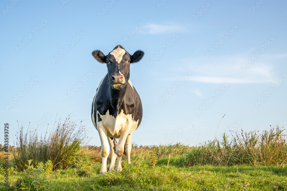 Pretty cow, frisian holstein, stands alone in a meadow, handsome and full-length with copy space, under a blue sky and a horizon.