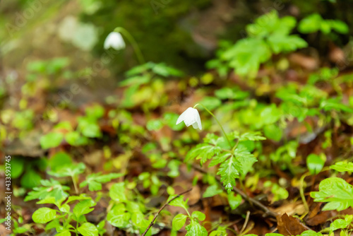 男池園地の白い花