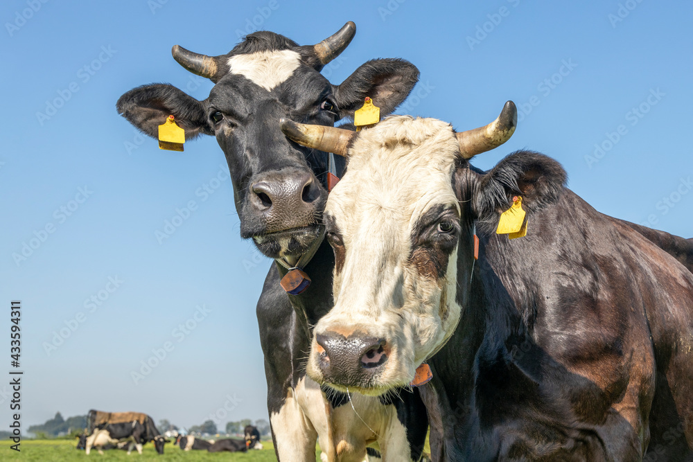 Cow playfully cuddling with another cow in a pasture under a blue sky, duo heads close together