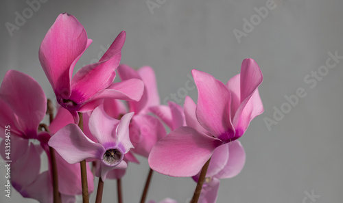 Pink Cyclamen flowers. Close Up  Grey Background